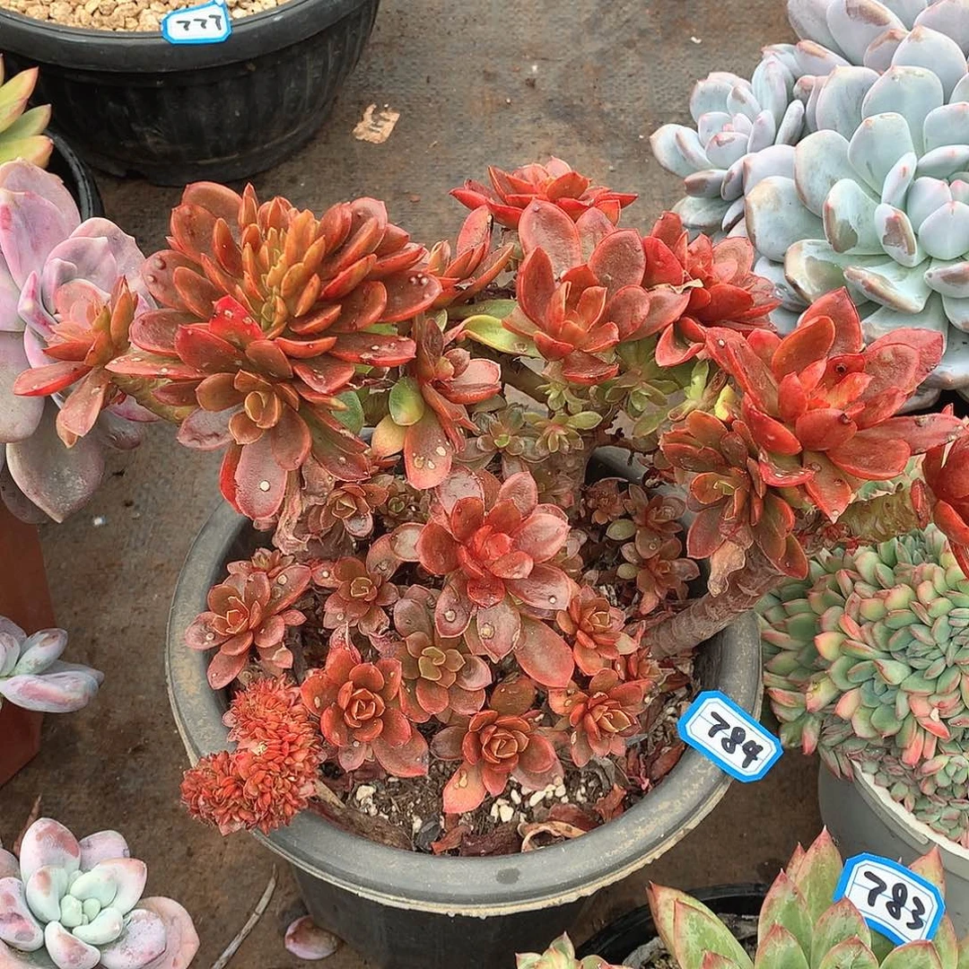 784糖果一物一拍多肉