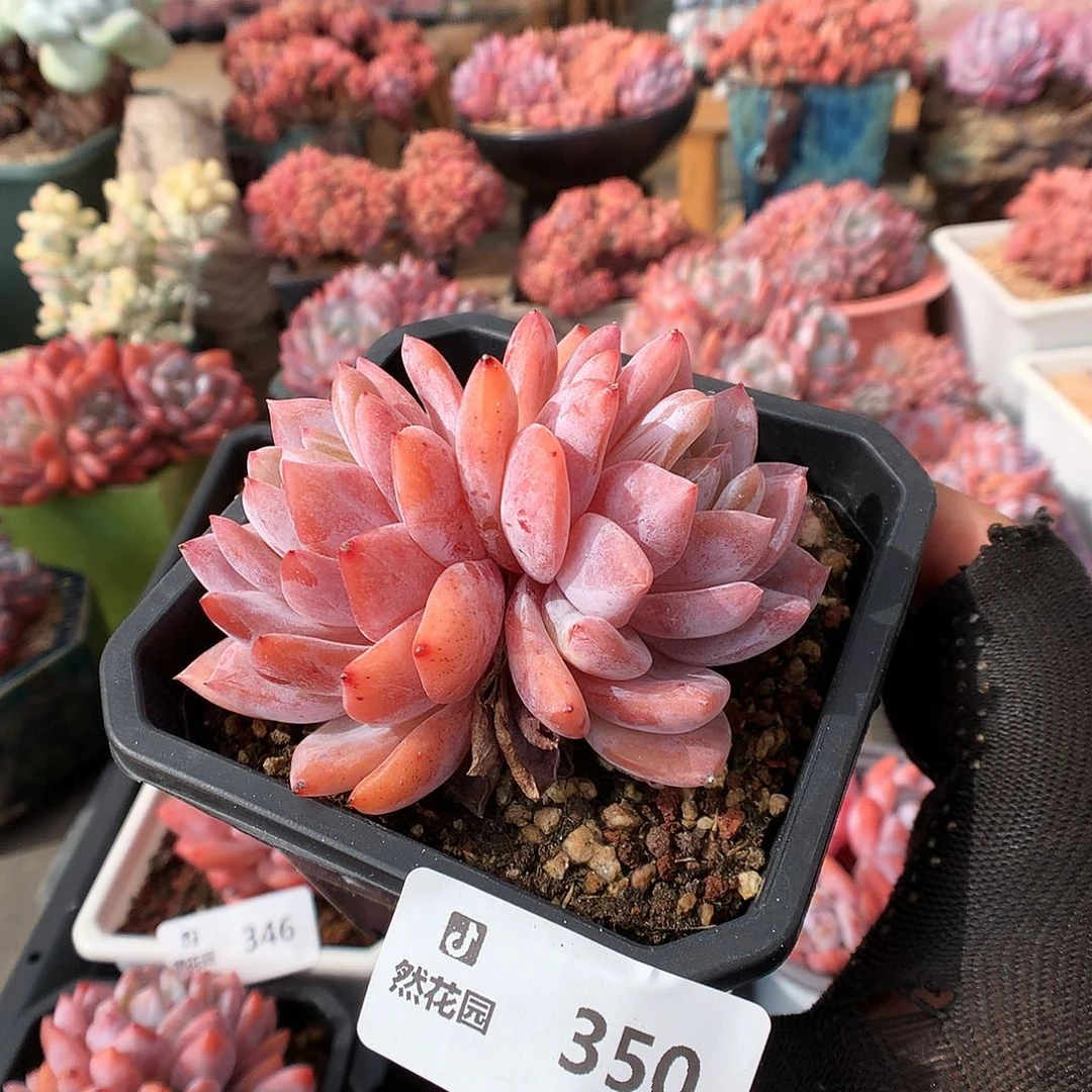 350雪天使多肉植物666