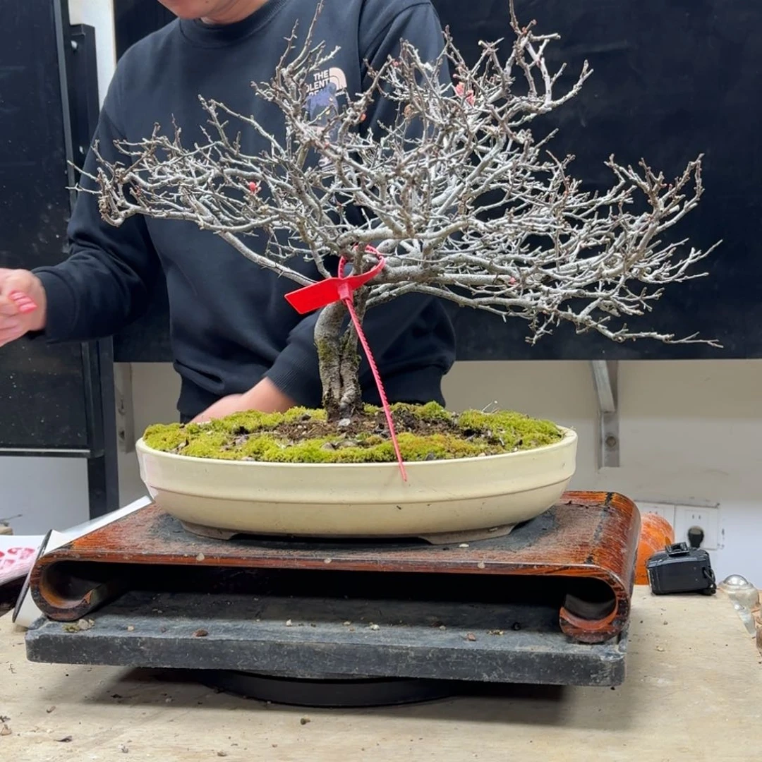 盆景不包邮顺丰到付大*凯229