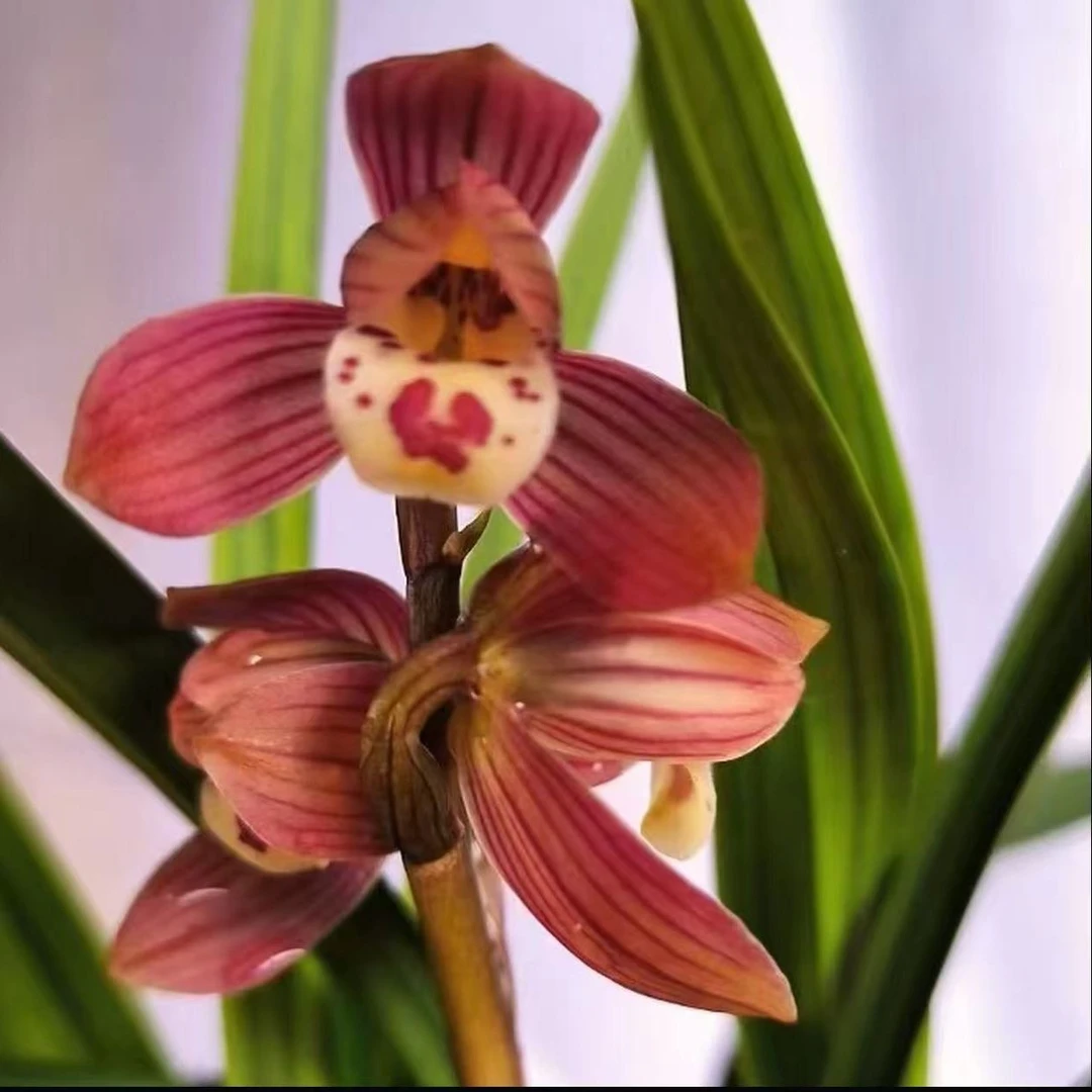 春剑 红荷 年宵花兰花浓香型 花期11-3月份自然棚养殖兰花