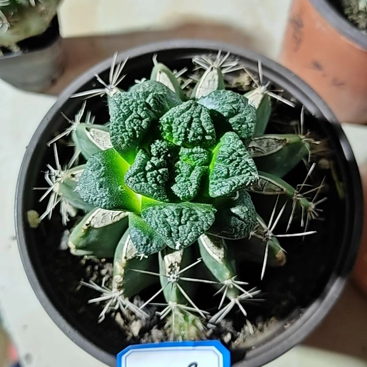 龟甲牡丹苗接仙人球23