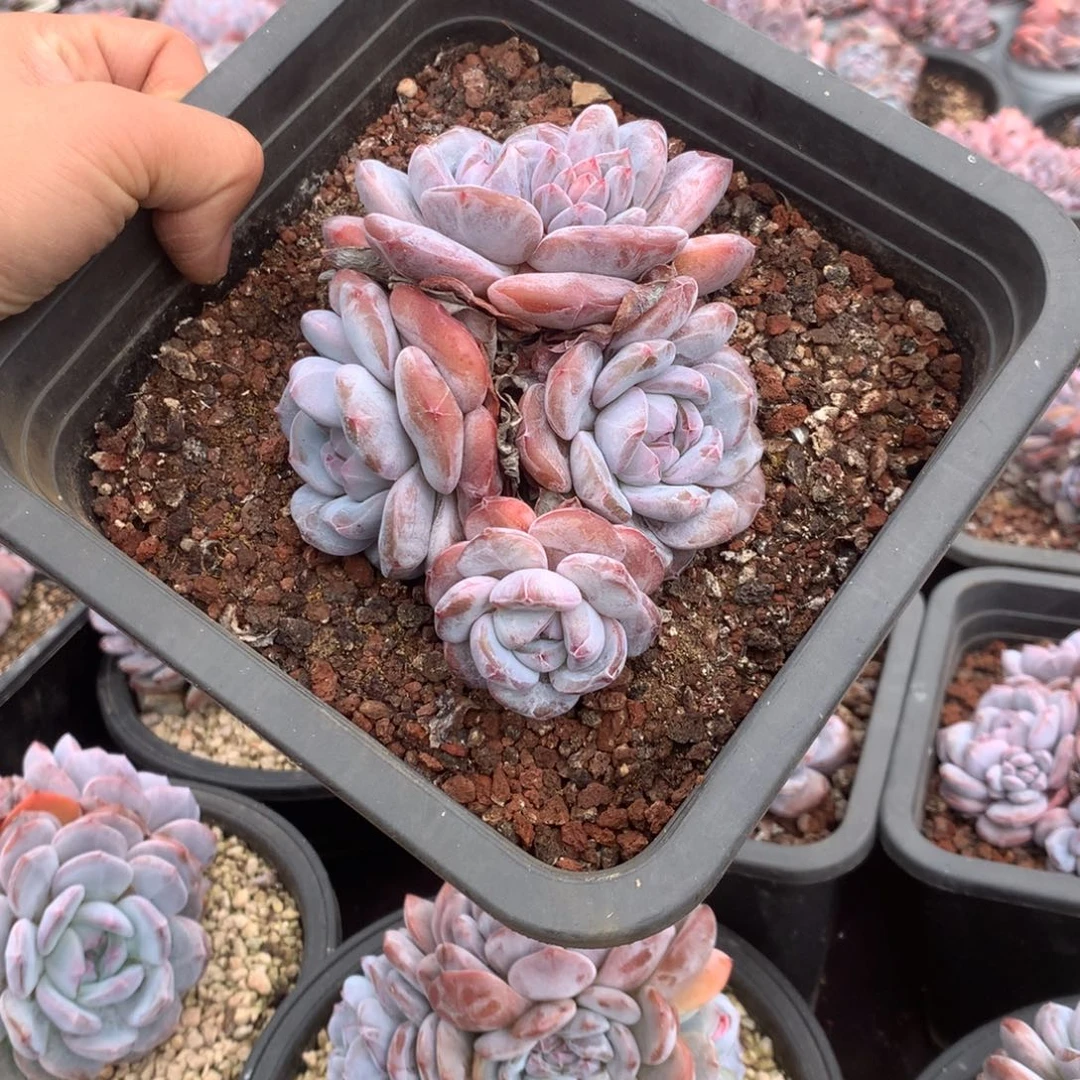 无花朵哈哈哈哈哈哈哈哈52