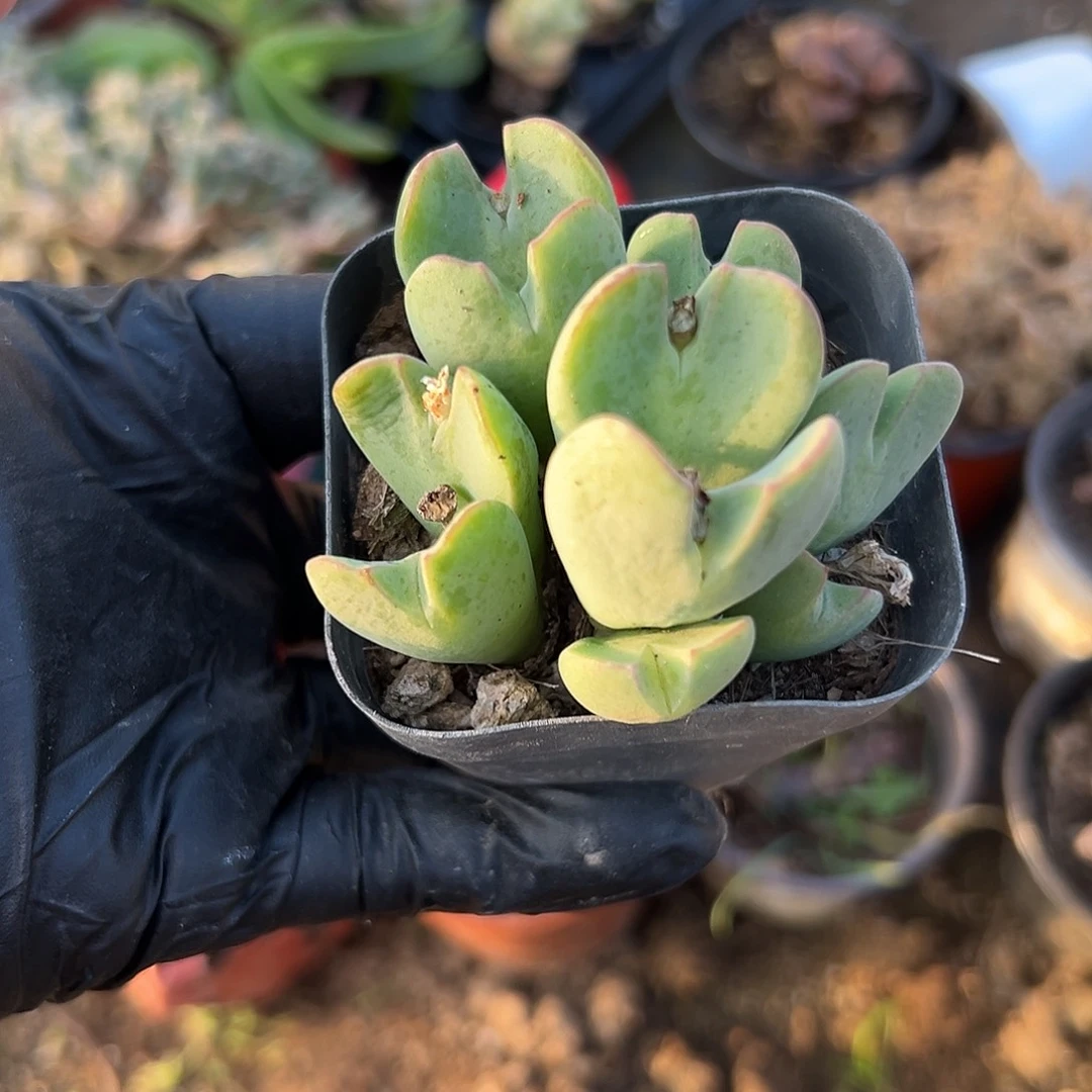 多肉植物少将开花