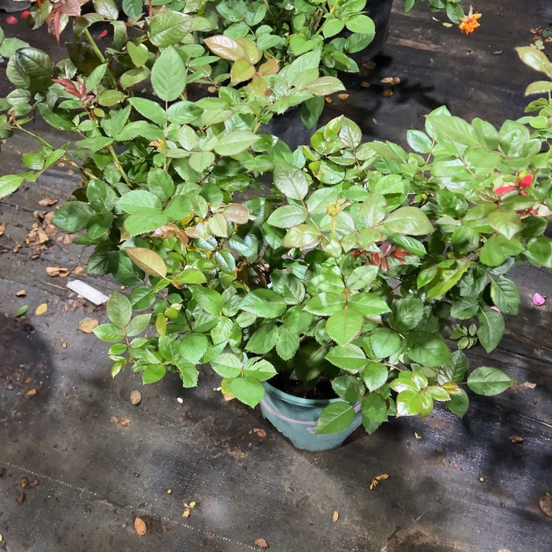 当前无花朵，栽培后可花朵一物一拍咖啡师37号