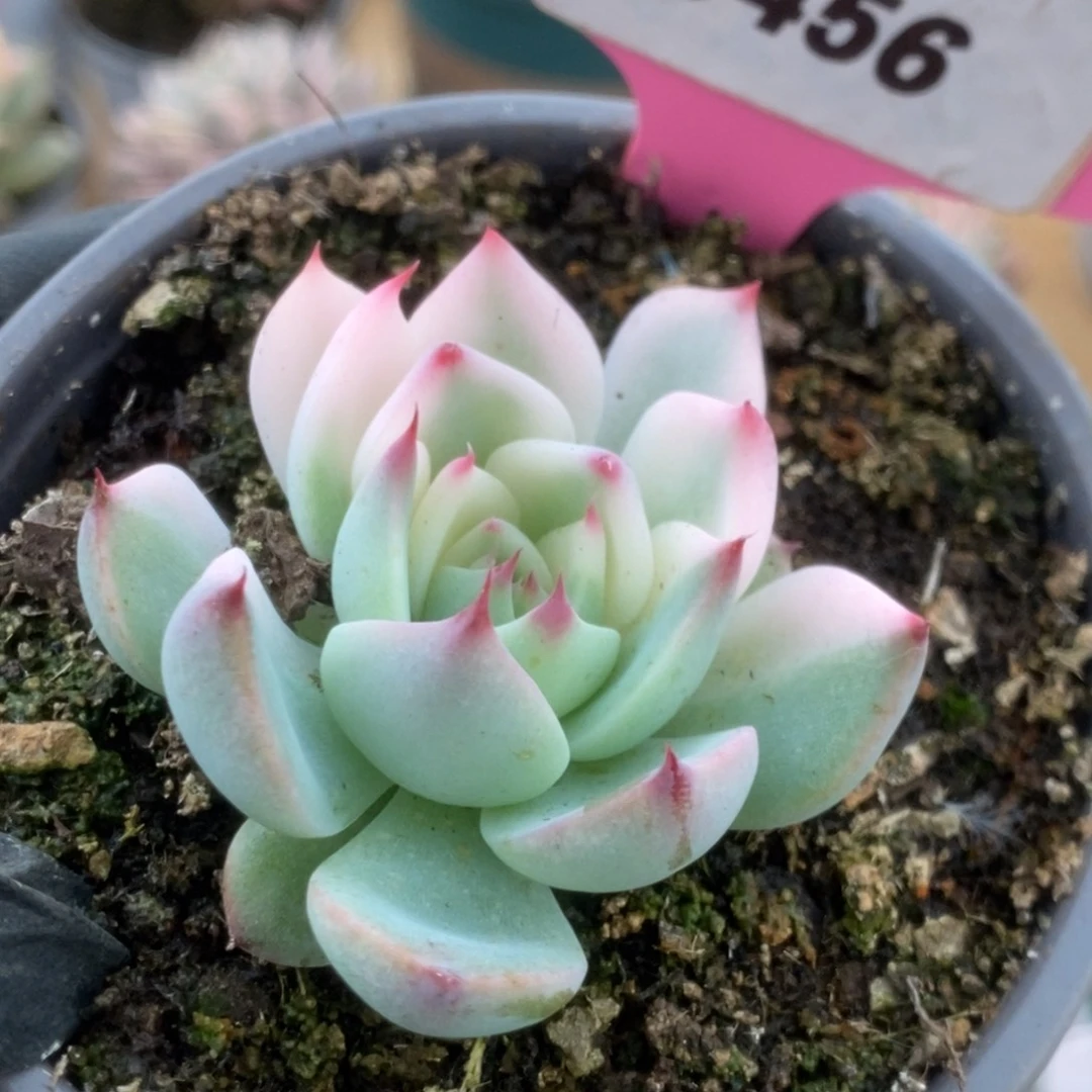 456吉娃娃锦锦锦锦锦锦