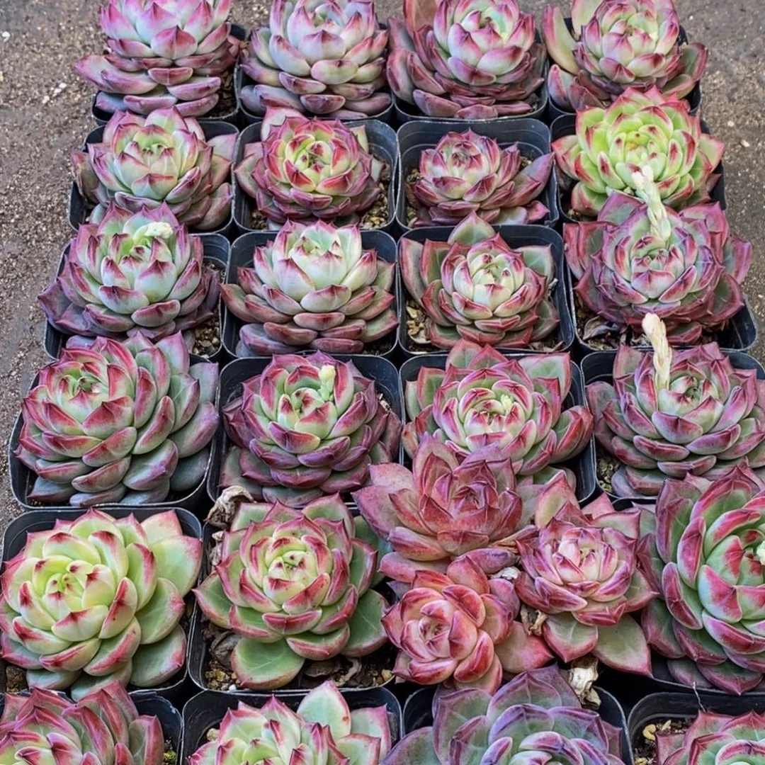 366多肉植物保护研究所所长