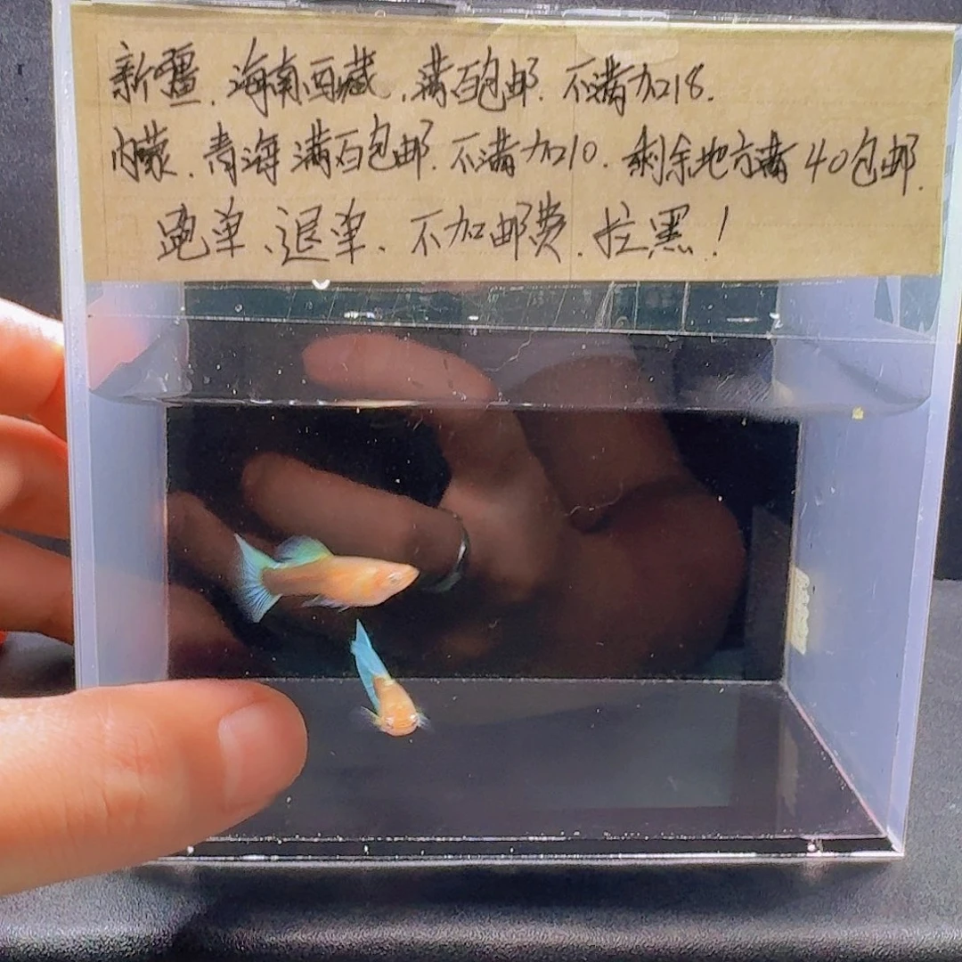 孔雀鱼黄化蓝礼服一对