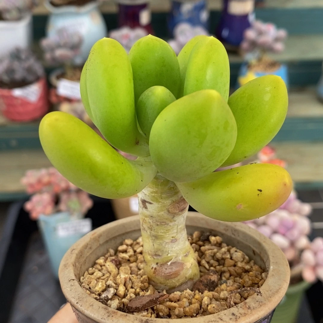 489 芒果奶金蟾6 厘米