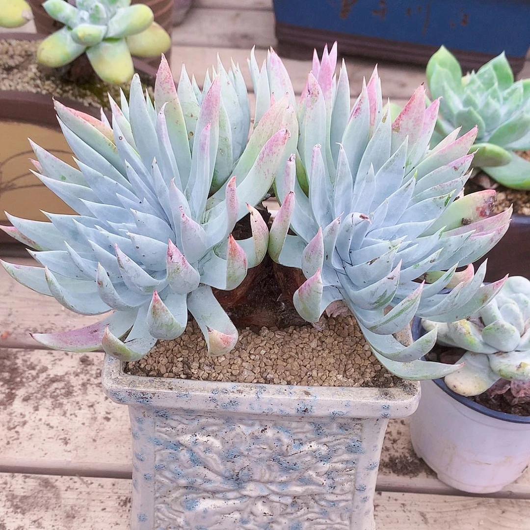 533雪奴仙女杯多肉