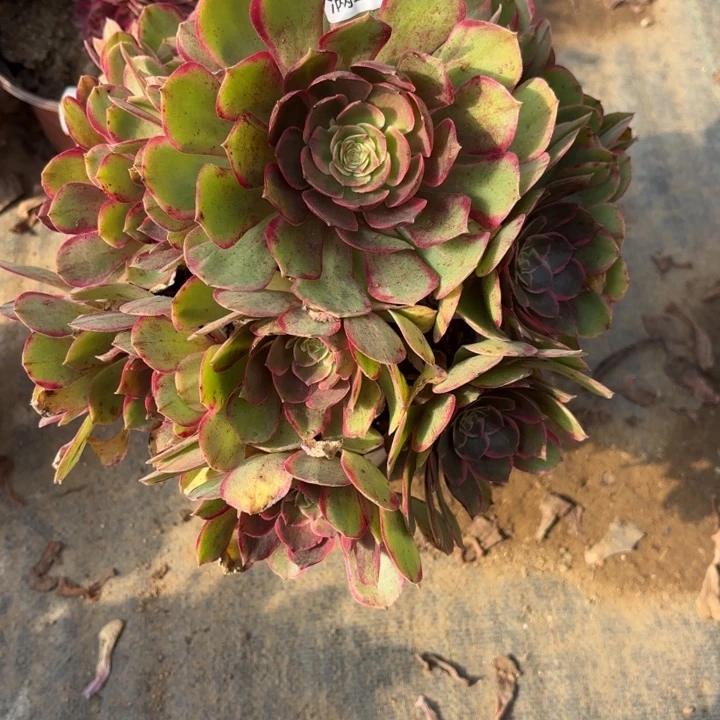 粉花妖多肉处理不包断头825