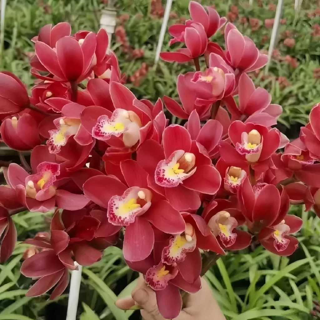 精品兰花蕙兰【红宝石】花剑花苞浓香型花卉年宵花高档绿植花卉