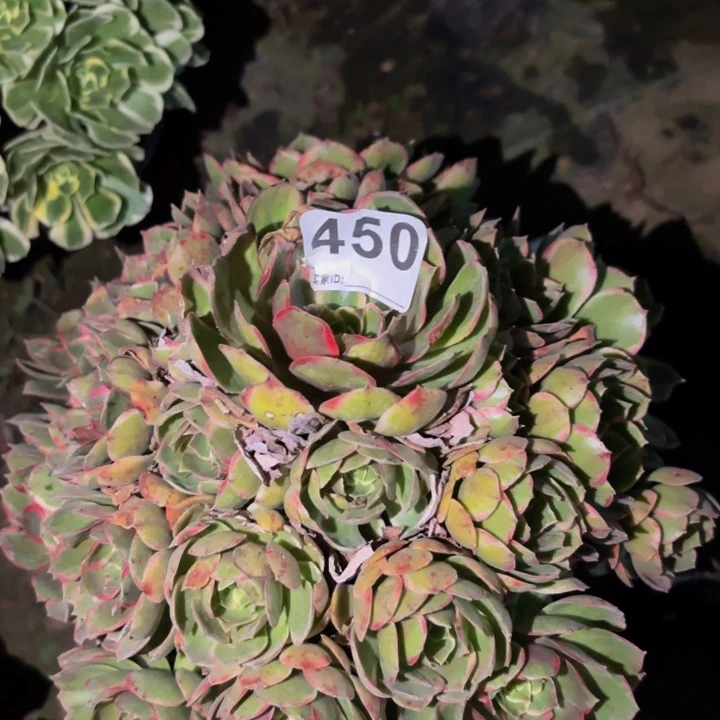 450孔雀翎多肉植物