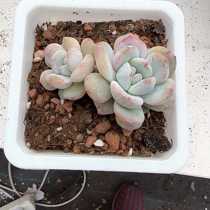 青蛙王子儿童牙膏111