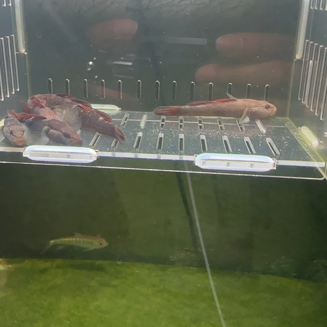 工具鱼星条旗虾虎鱼冷水鱼