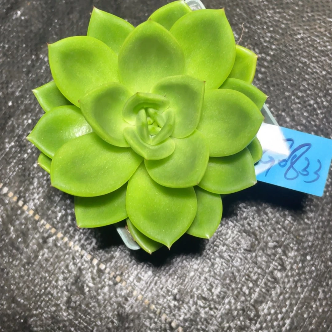 多肉植物多肉植物0833