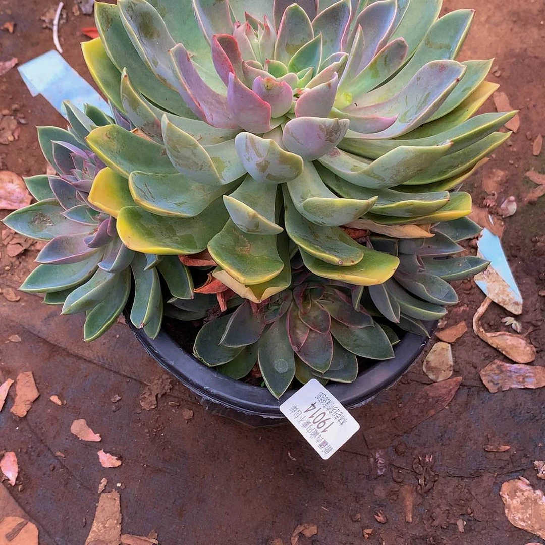 公***财      紫气东来19014