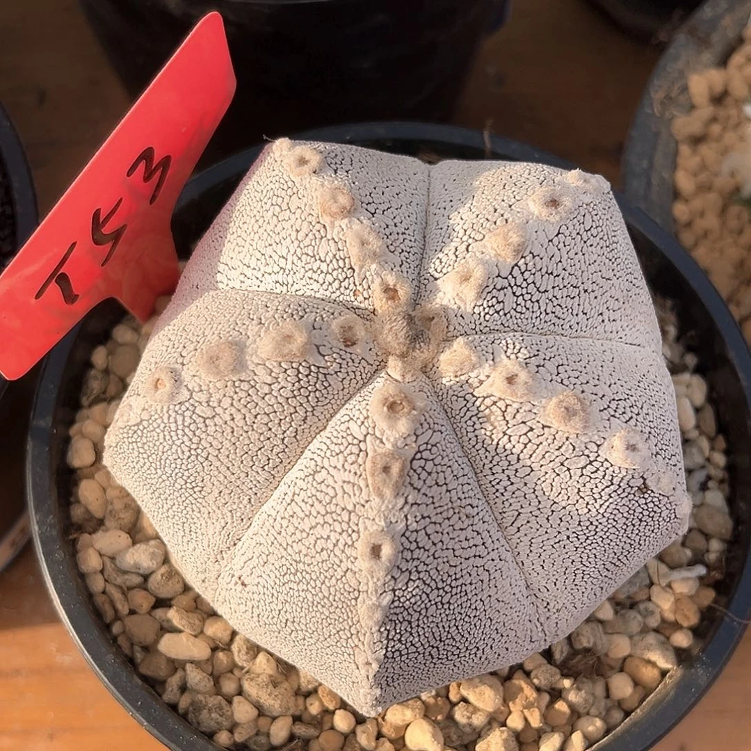 潮流植物恩冢卵凤玉，T53