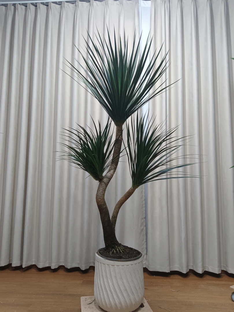 龙血树客厅室内大型盆栽吸甲醛办公室盆栽绿植老桩黑珍珠龙须树