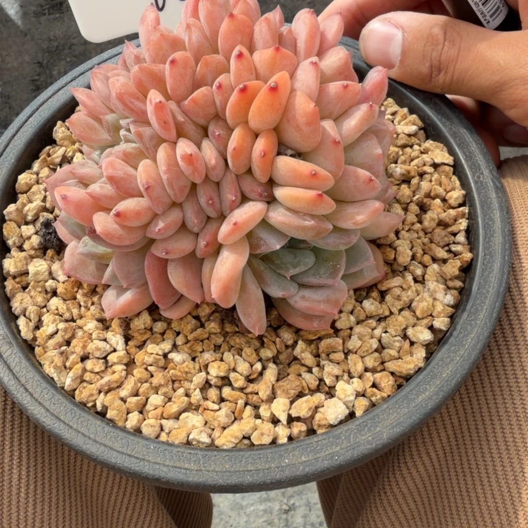 一物一拍精控糖心冰魄缀06