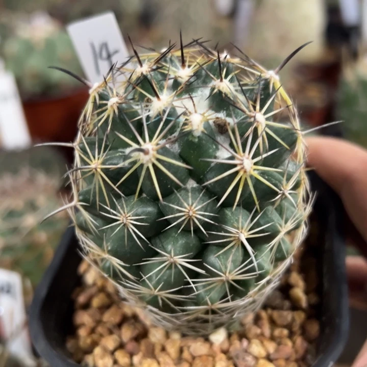 14古镜丸顶花球球