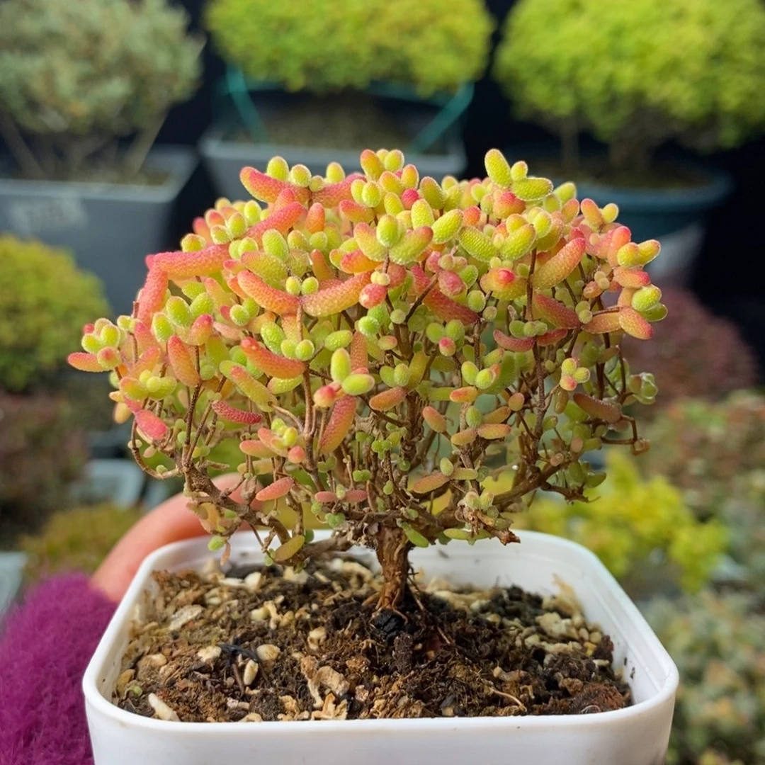 1288蜜橘糖球 。