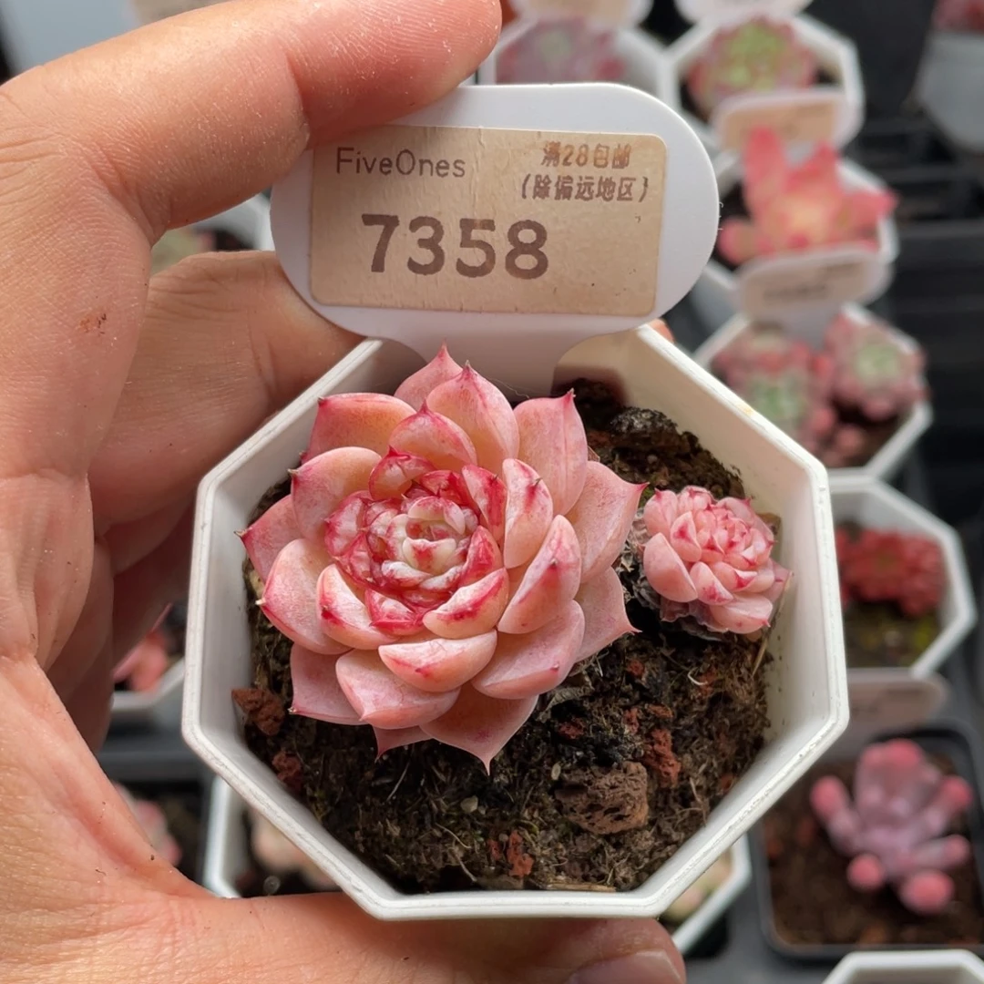 天鹅绒7358-5.5厘米