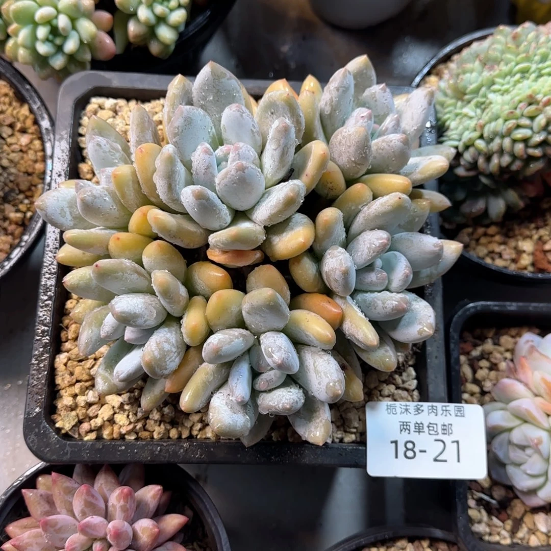-***y18-21香锁多肉植物