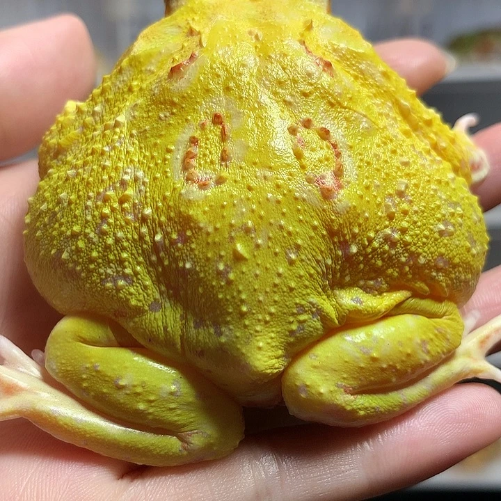 角蛙1049超皮 母7厘米