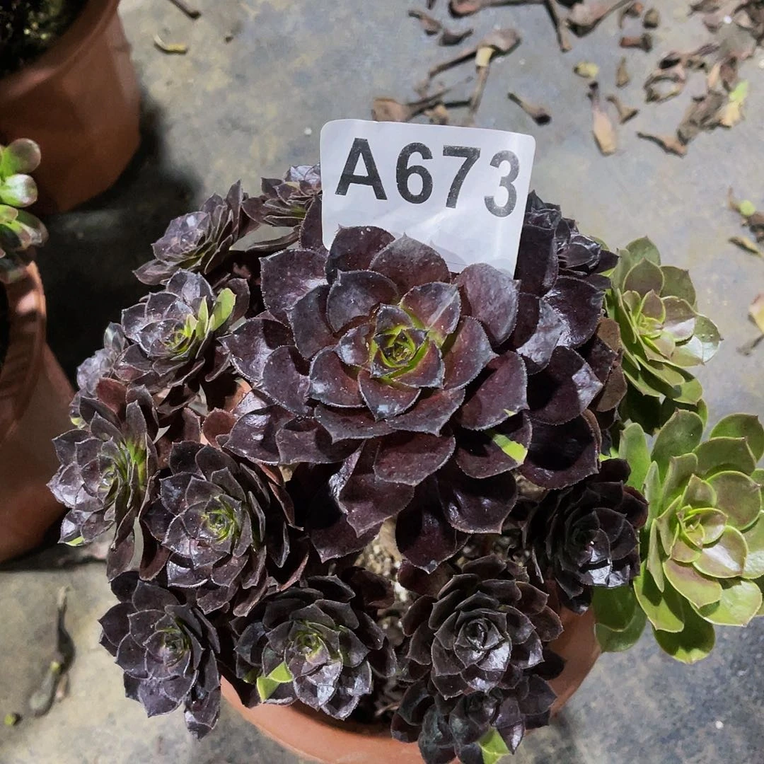 花花公子673福利