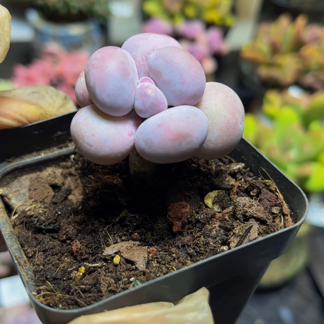 095彩虹奶4厘米多肉