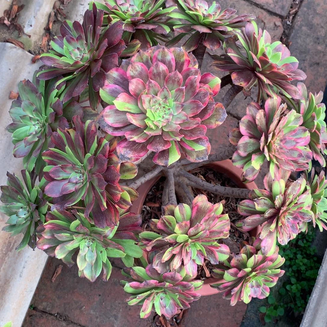花脸粉黛，多肉植物