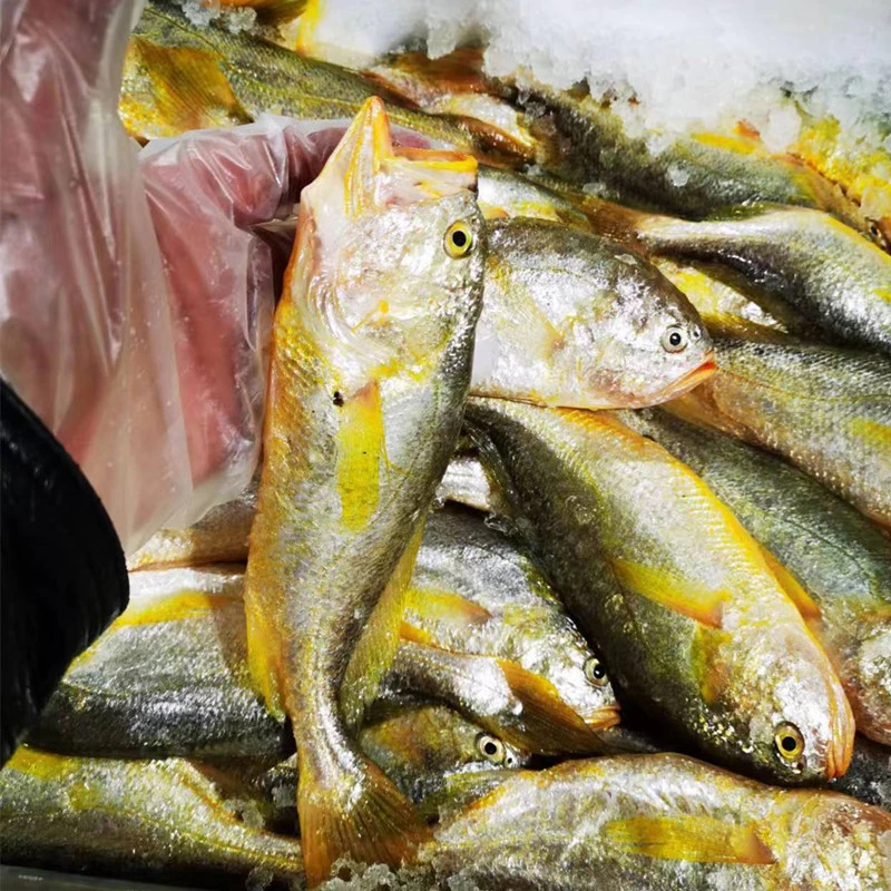 香港海域大头梅童鱼1斤装7-9条每斤梅子鱼纯野生黄皮头鱼顺丰发货