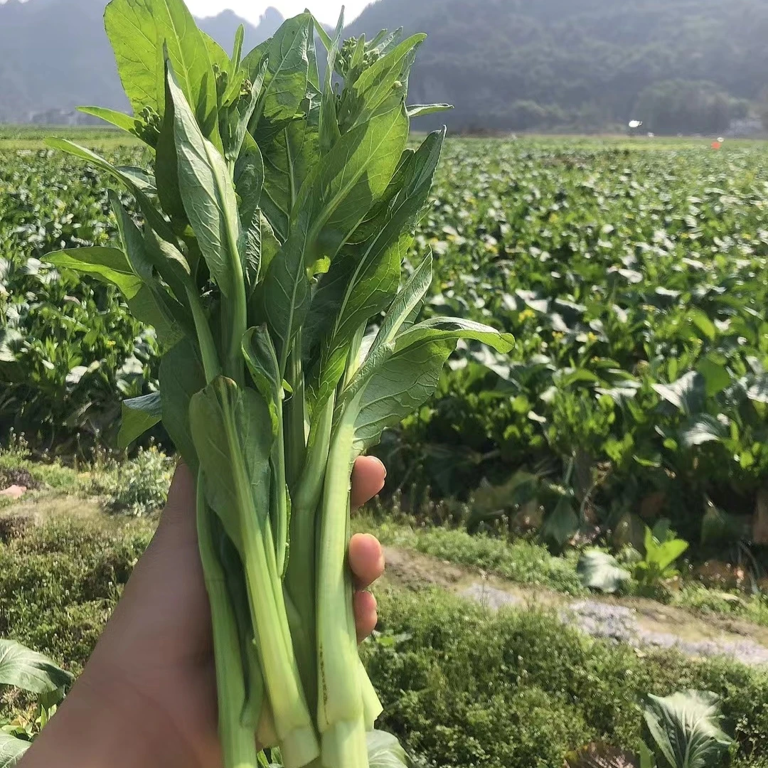【净重3斤起小条连州菜心】嫩甜软甜连州菜心发顺丰坏菜包赔
