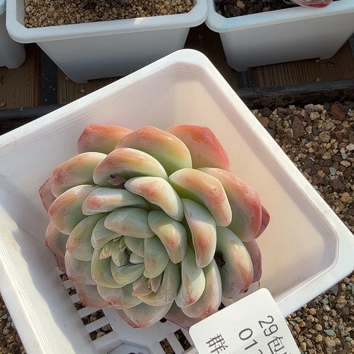 0120-94 冰玉单头老桩