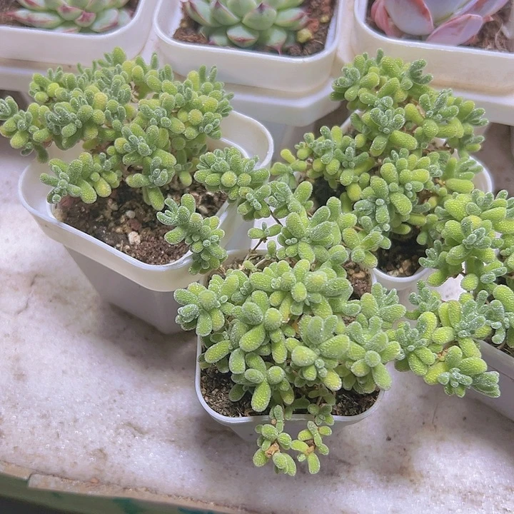 冰晶枝干19包邮多肉植物