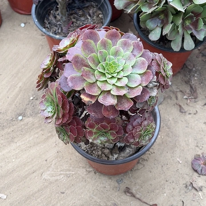 黑暗玫瑰玫瑰玫瑰玫