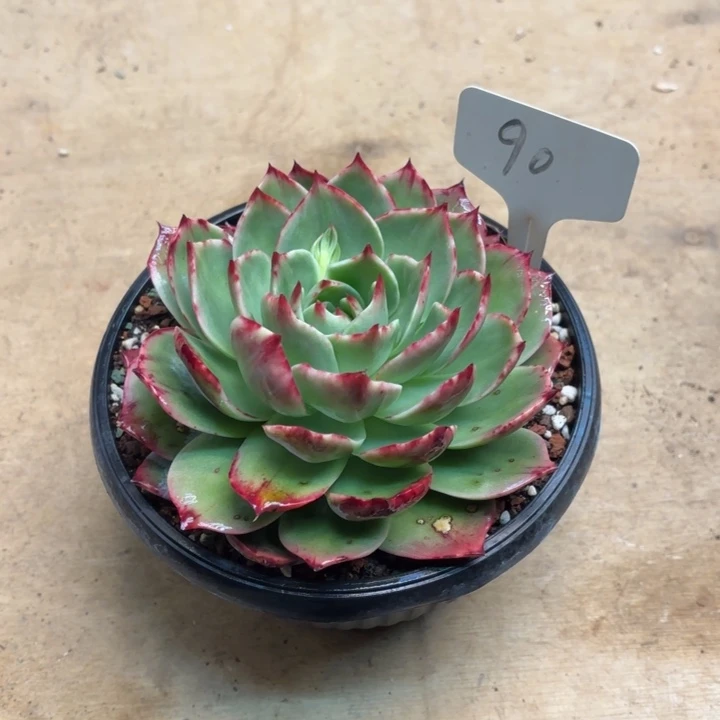 多肉植物，惊鸿仙子90号