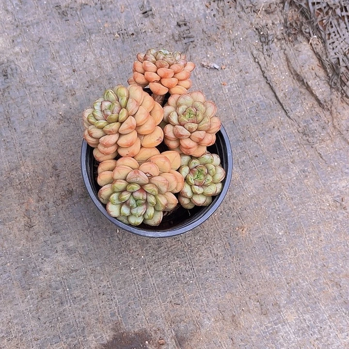 燕***云闪购葡萄1棵40。
