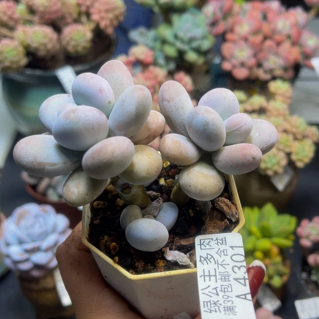 胖***含水光针4301/8cm多肉