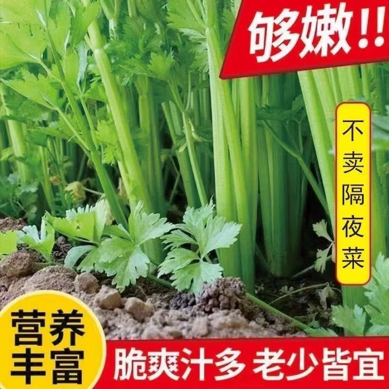 新鲜芹菜现挖现发农家带叶自种西芹榨汁蔬菜非小香芹露天火锅批发