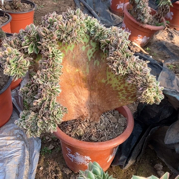 L**.091男神缀化老桩老桩