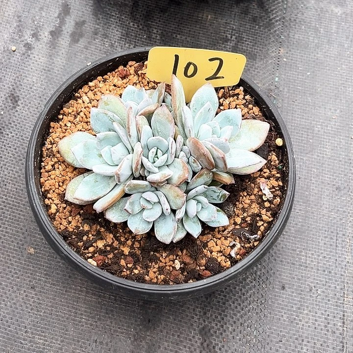 霄***霄多头奶茶102号码牌子的话题