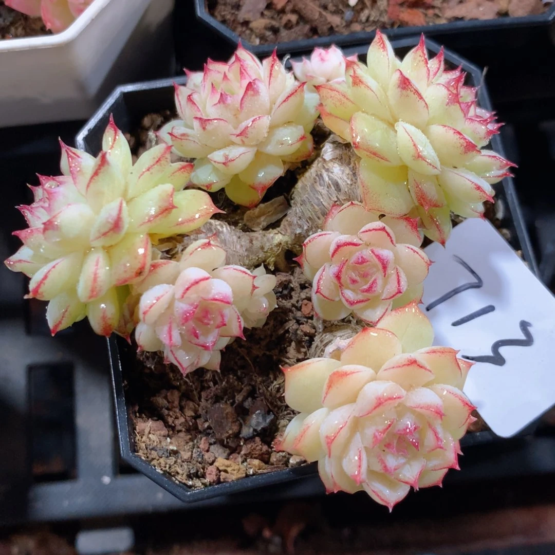 5CM拇指盆精控多肉YT713