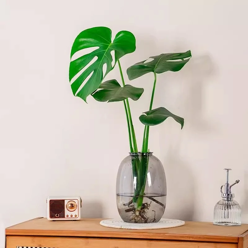 水培植物龟背竹盆栽老桩净化空气天堂鸟大叶室内观叶绿植耐阴常青