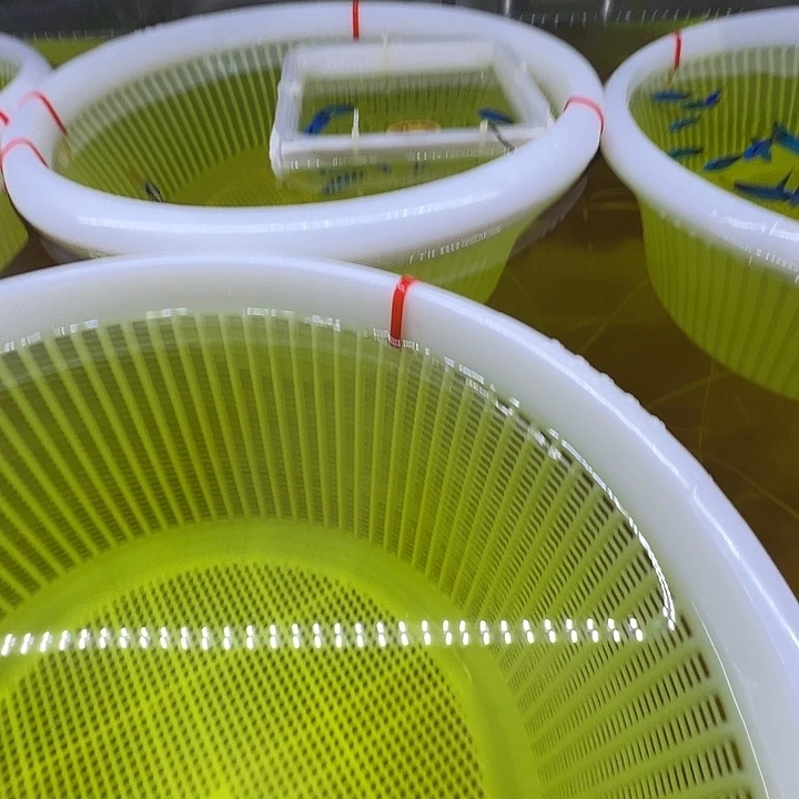 海水鱼一条马代粉蓝820