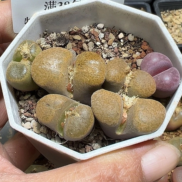 745号福利一盆多肉植物