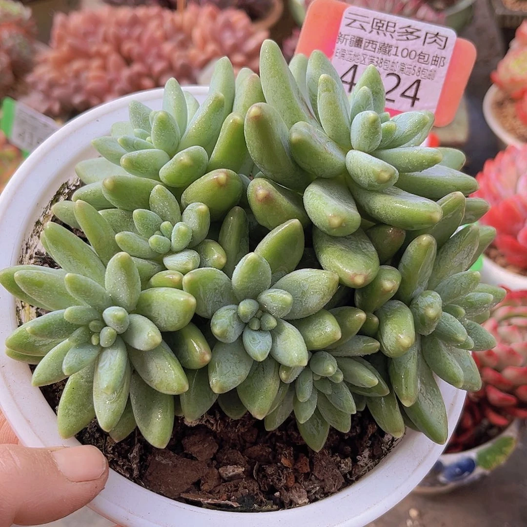 4224阿蒂斯托多肉植物