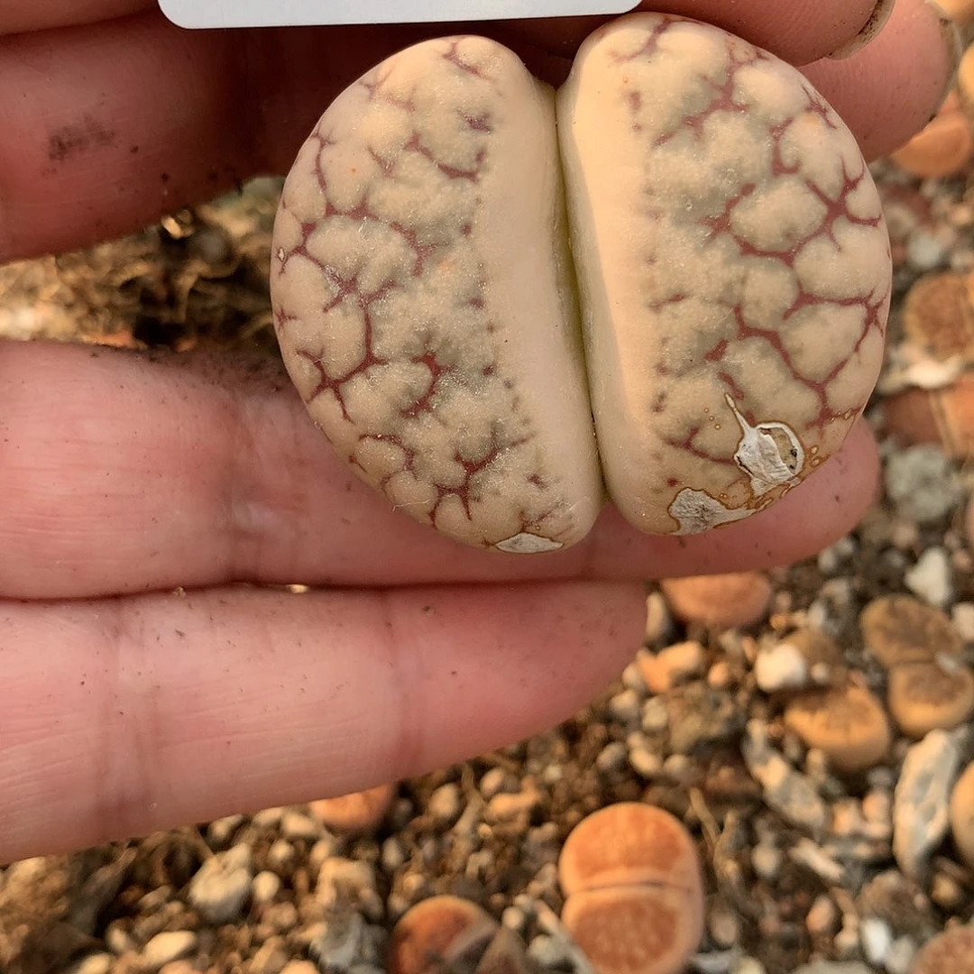 C267多肉植物保护研究所