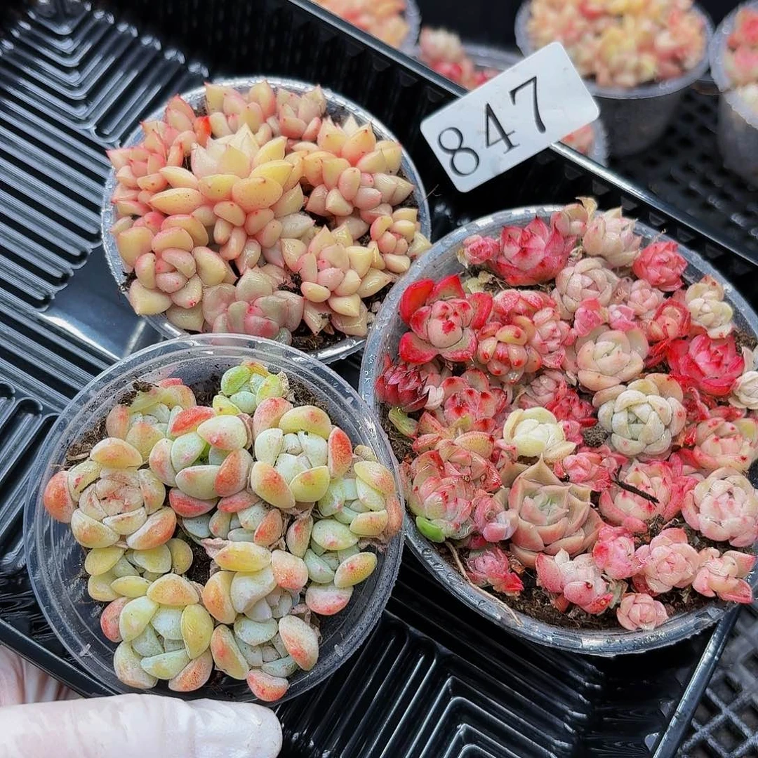 多肉植物多肉植物847