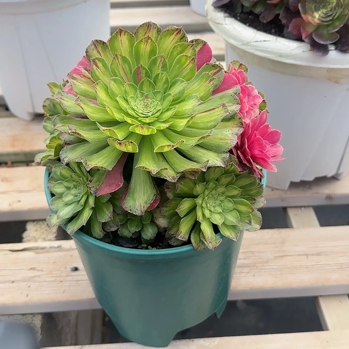 法师多肉植物知否